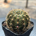 Lobivia Cactus, 3-4cm