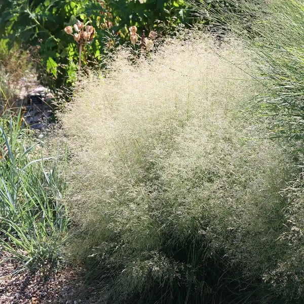 Cloud Grass Seeds, 1000 Seeds