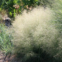 Cloud Grass Seeds, 1000 Seeds