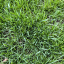 Poa pratensis 'Fargo BT' Seeds, 200g