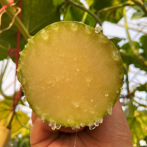 Giant Kan Gua Squash, 10 Seeds