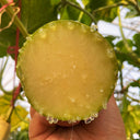 Giant Kan Gua Squash, 10 Seeds
