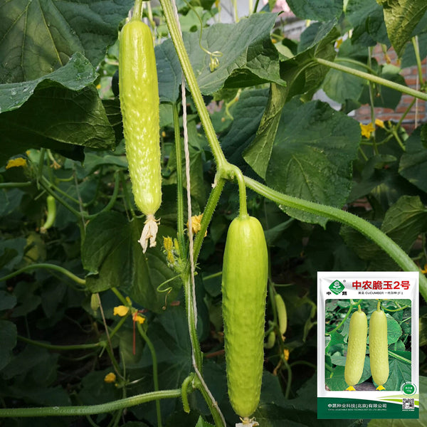 Zhongnong Cuiyu No. 2 Cucumber Seeds, 10g