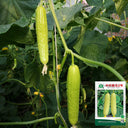 Zhongnong Cuiyu No. 2 Cucumber Seeds, 10g