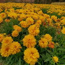 Large-Flowered Tickseed, 200 Seeds