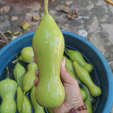 'Ben Zhang' Gourd, 10 Seeds