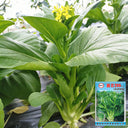 Liangtai 209 Flowering Chinese Cabbage Seeds, 10g