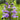 Mountain Mint, 500 Seeds