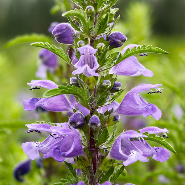 Mountain Mint, 500 Seeds