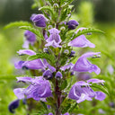 Mountain Mint, 500 Seeds