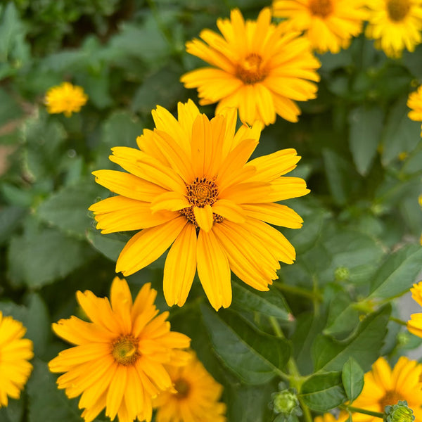 Heliopsis helianthoides Seeds, 100 Seeds