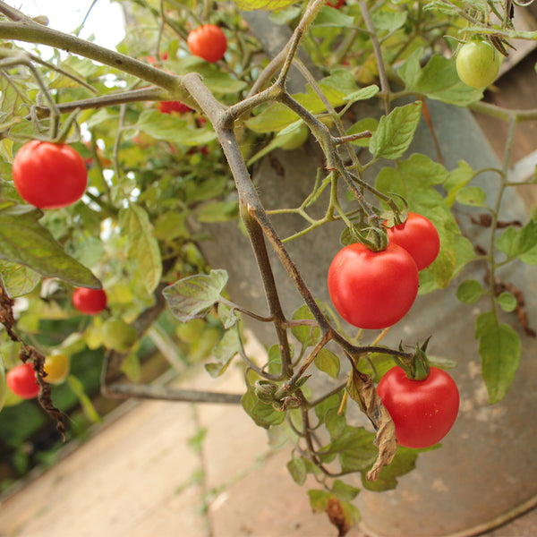 Dwarf Trailing Cherry Tomato 'Tumbling Tom Red', 20-30 Seeds
