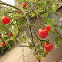 Dwarf Trailing Cherry Tomato 'Tumbling Tom Red', 20-30 Seeds