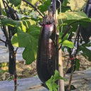 Delicious Grilling-Friendly Eggplant Seeds, 30 Seeds