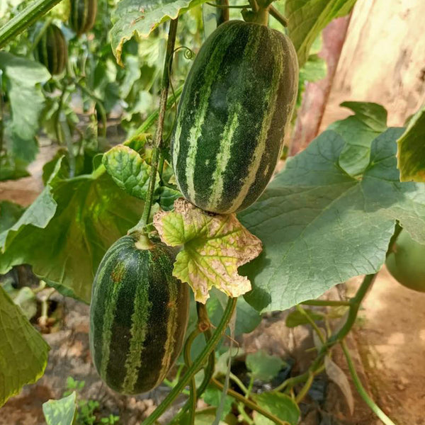 Extremely Sweet Melon Seeds