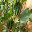 Extremely Sweet Melon Seeds
