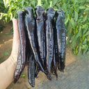 Purple Pepper Seeds (F1 Hybrid), 20 Seeds