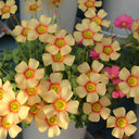 Oxalis obtusa Series Bulb - 'Sunbird', 10 Bulbs