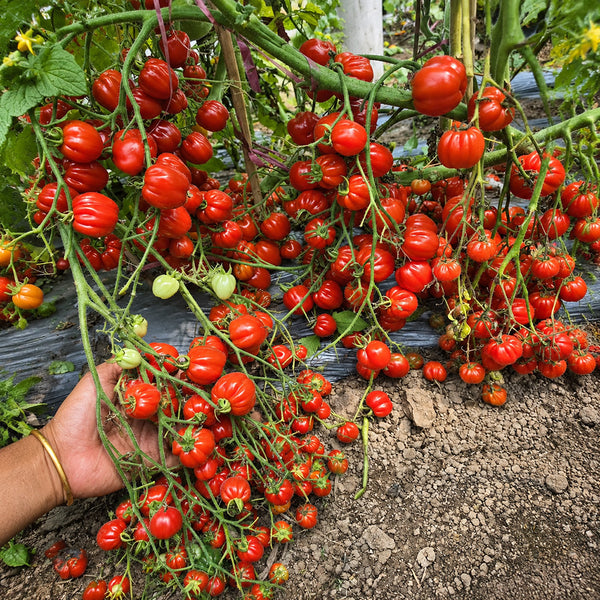115 Cherry Accordion Tomato, 3 Seeds