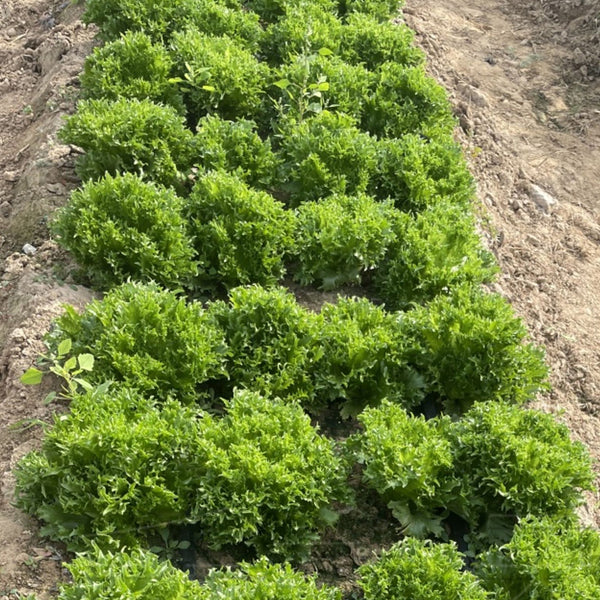 Chrysanthemum Salad Lettuce Seeds, 1g
