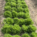 Chrysanthemum Salad Lettuce Seeds, 1g