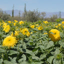 'Winnie Bear' Ornamental Sunflower Seeds, 1g