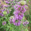 Lemon Mint Seeds, 100 Seeds