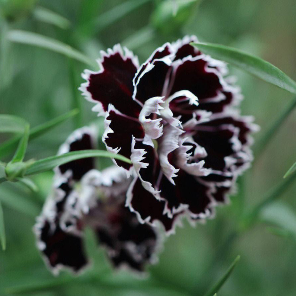 'Black-white Minstrel' Dianthus Seeds