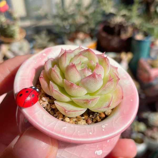 Echeveria cv. 'Pandora Queen', 2pcs x 1-head