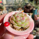 Echeveria cv. 'Pandora Queen', 2pcs x 1-head