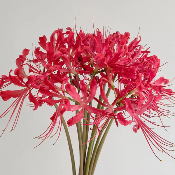 Blood Red Chunxiao Lycoris, 1 Bulb