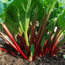 Garden Rhubarb, 15 Seeds