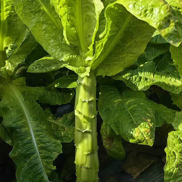 Jade Stem Lettuce Seeds, 10g