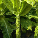 Jade Stem Lettuce Seeds, 10g