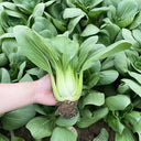 'Hezhiyuan' Shanghai Bok Choy Seeds, 10g
