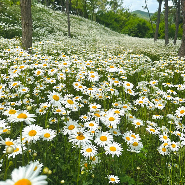Shasta Daisy, 1g