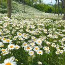 Shasta Daisy, 1g