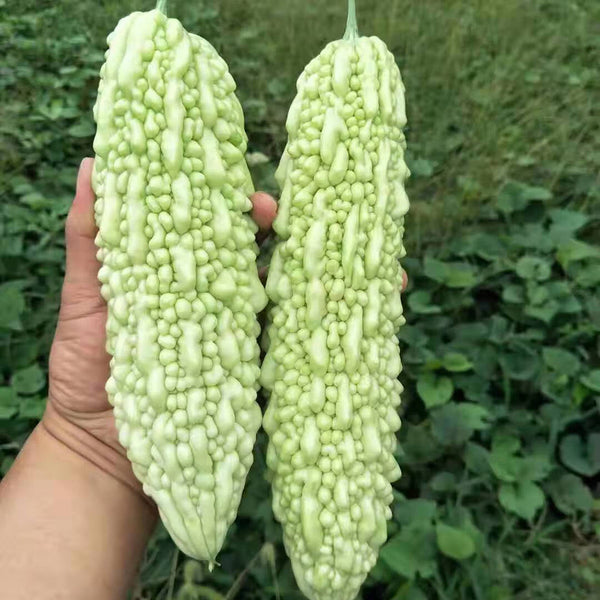 Jiemei 15 Bitter Gourd, 10 Seeds