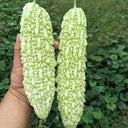 Jiemei 15 Bitter Gourd, 10 Seeds