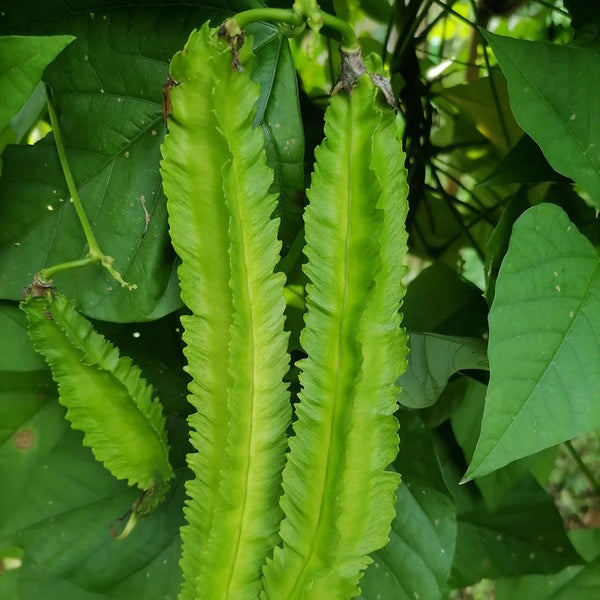 Winged Bean, 100 Seeds