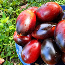 270 Deep Purple F4 Tomato, 5 Seeds