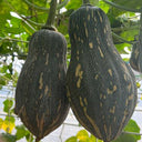 Sweet Taro Pumpkin Seeds, 20 Seeds