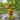 233 Jason 5 Tomato, 5 Seeds
