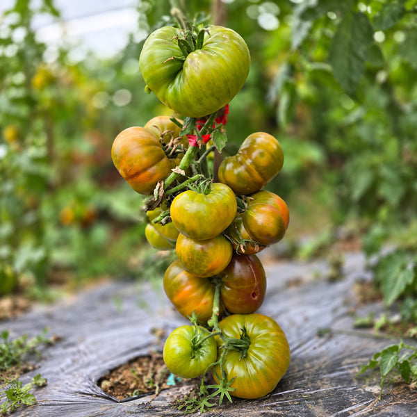 233 Jason 5 Tomato, 5 Seeds