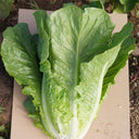 Romaine Lettuce Seeds, 10g