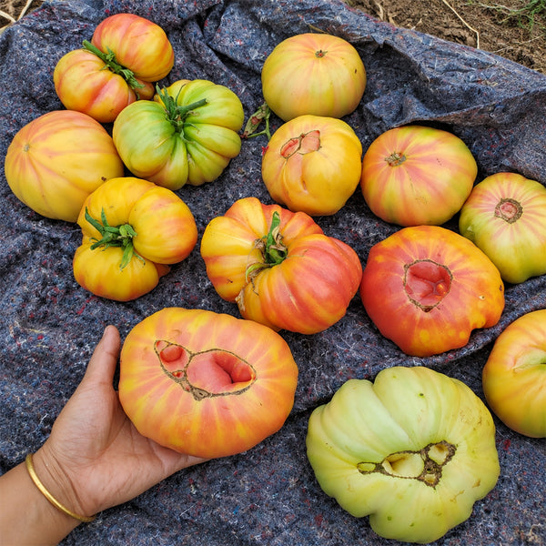 142 Jason 18/1 Striped Tomato, 5 Seeds