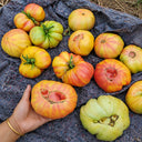 142 Jason 18/1 Striped Tomato, 5 Seeds