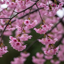 Winter Cherry Seeds, 10g