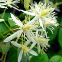 Clematis Chinensis Seeds, Pack of 50