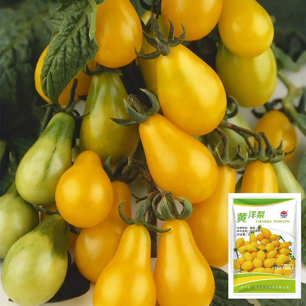 Yellow Pear Cherry Tomato Seeds, 2g